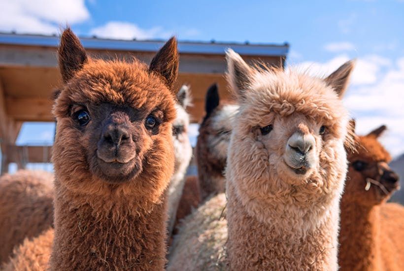 llamas in the park